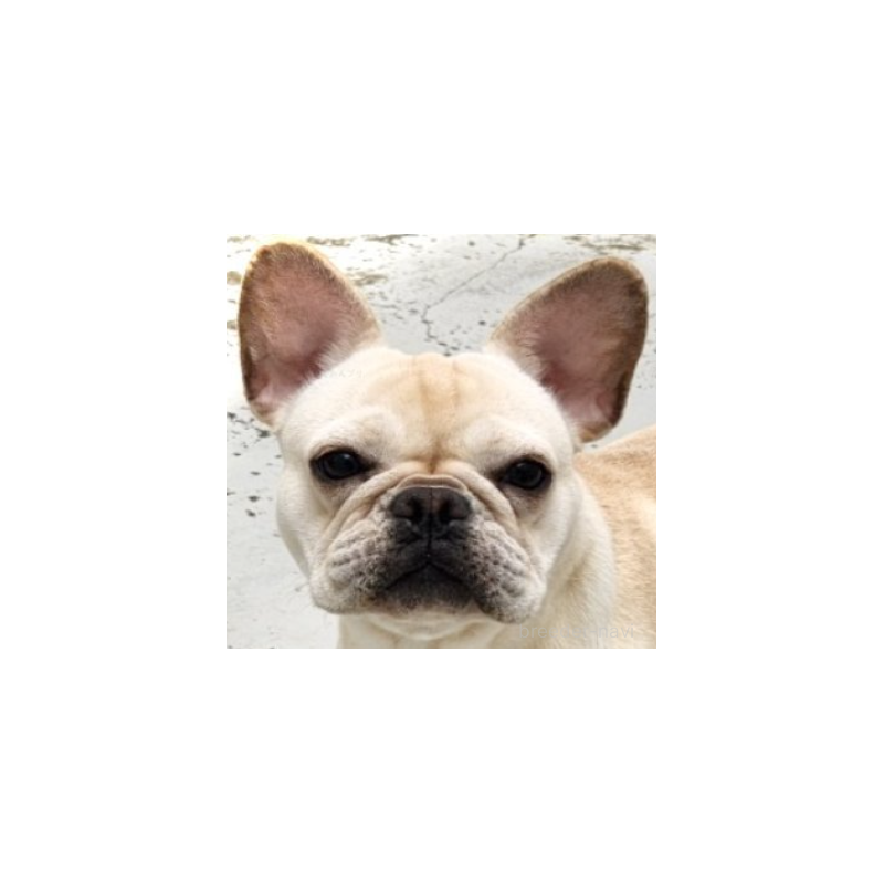 アビーちゃん1枚目
